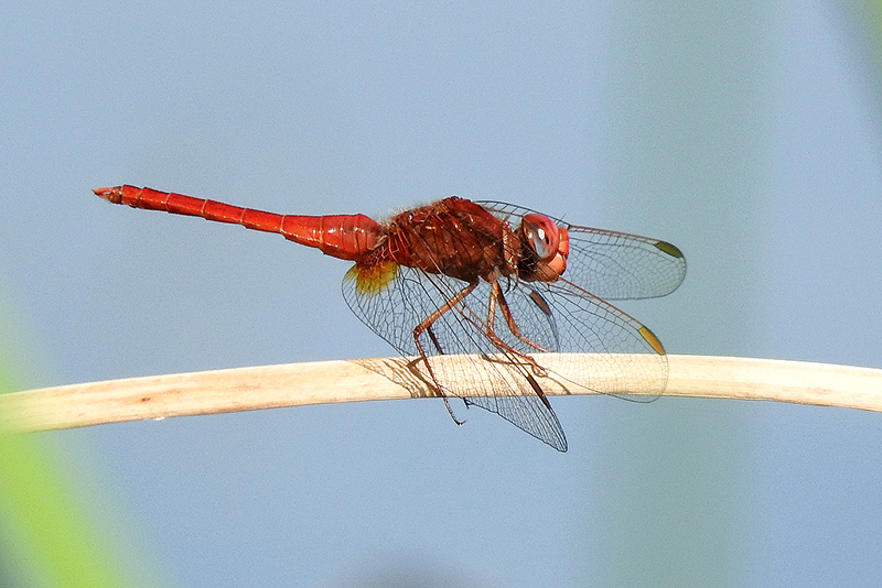 Crocothemis erythraea